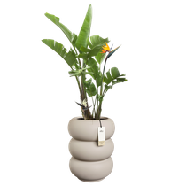 amber roll high 43cm balanced beige